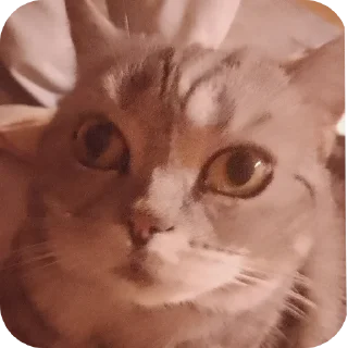 Sticker ввважнейшие переговоры - 9