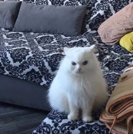 indoor small to medium-sized cats domestic cat