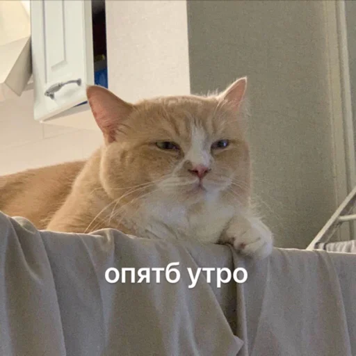 small to medium-sized cats domestic cat mammal