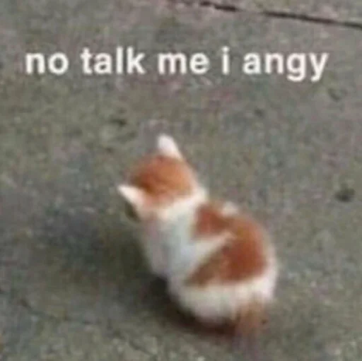 animal mammal domestic cat