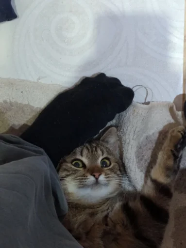 cat animal small to medium-sized cats