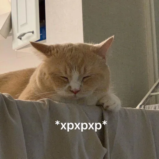 small to medium-sized cats mammal animal