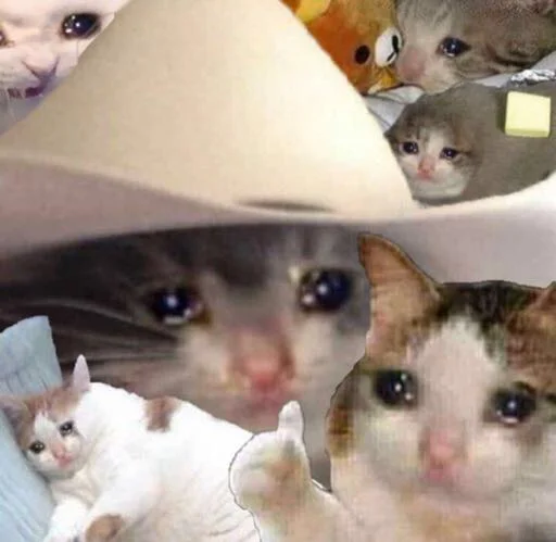 small to medium-sized cats felidae indoor