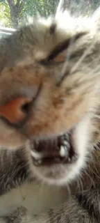 Sticker Больше стикеров: @sticerru - 3