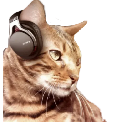 Sticker Dog&cat by @stqrapp - 10