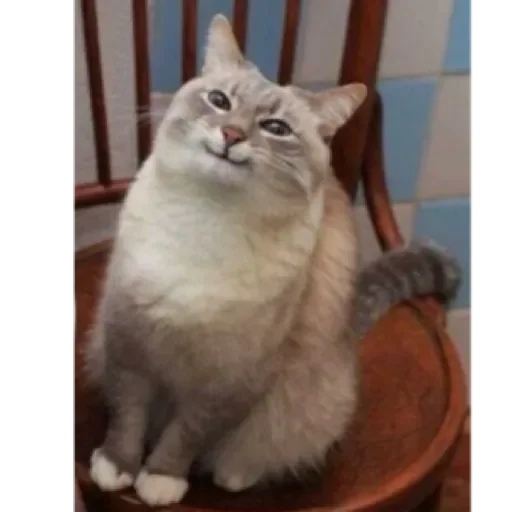 Sticker Dog&cat by @stqrapp - 9