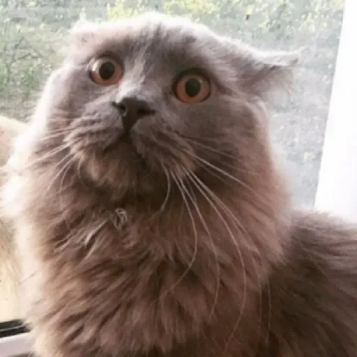 Sticker Dog&cat by @stqrapp - 7