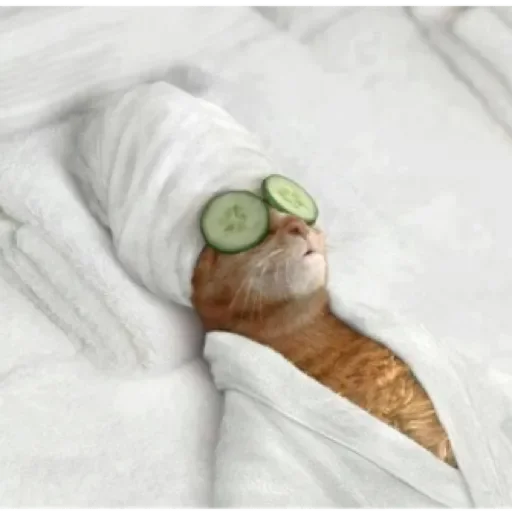 Sticker Dog&cat by @stqrapp - 6