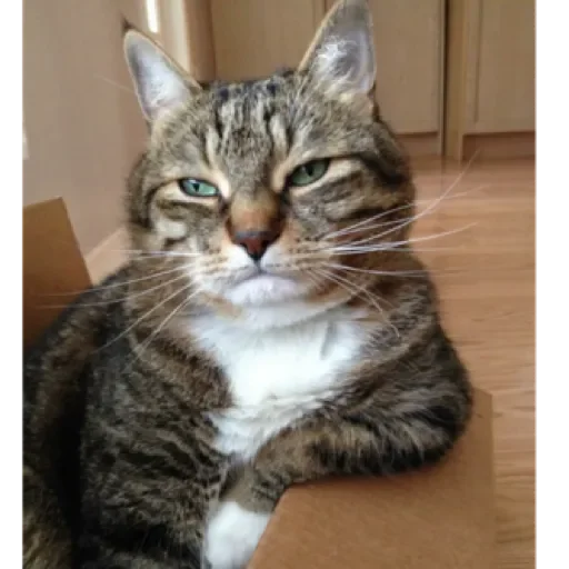 Sticker Dog&cat by @stqrapp - 4