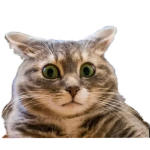 Sticker Dog&cat by @stqrapp - 3