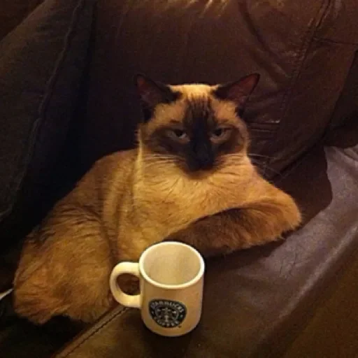 Sticker Dog&cat by @stqrapp - 2