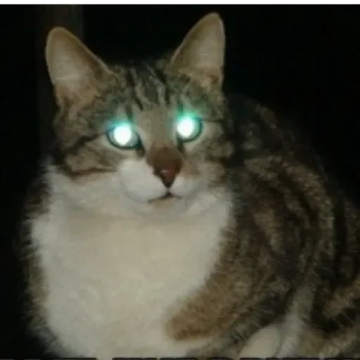 Sticker Dog&cat by @stqrapp - 1