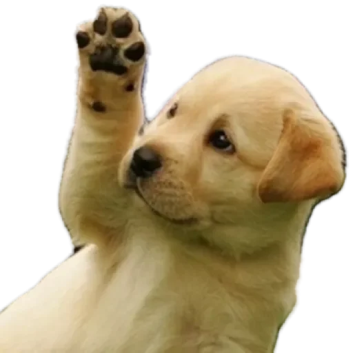 Sticker Dog&cat by @stqrapp - 0