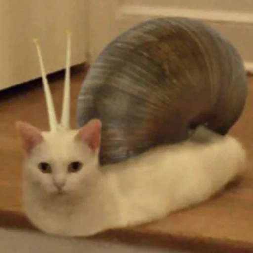 котывоняки - 