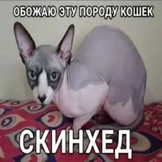 Стикер Больше стиков тут: @stikery4 - 4