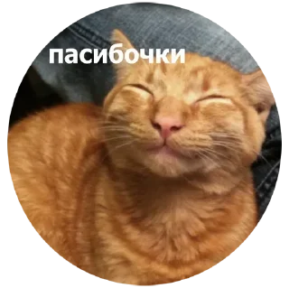 Стикер Больше стиков тут: @stikery4 - 9