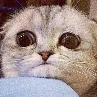 Стикер Больше стиков тут: @stikery4 - 8