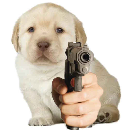 порода собак щенок домашнее животное