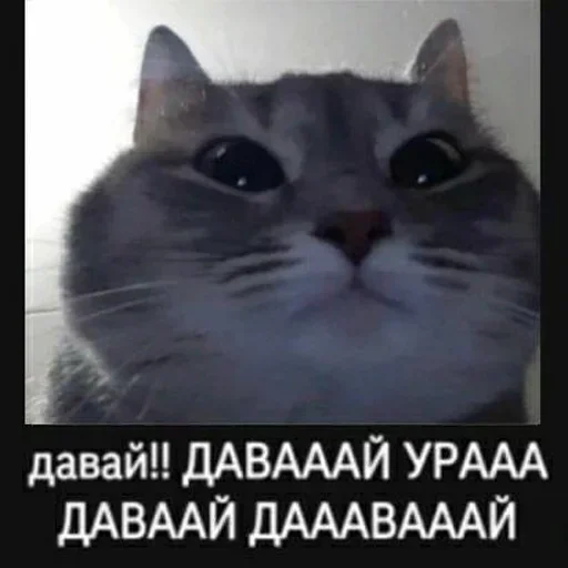 животное СМС млекопитающее