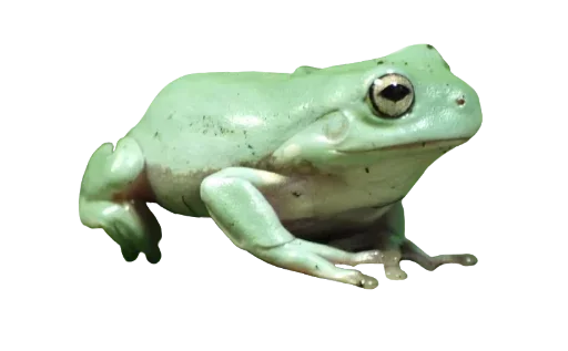 животное лягушка амфибия