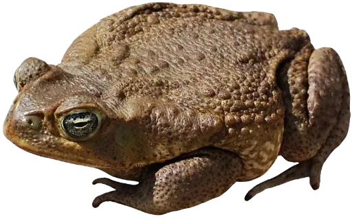 животное лягушка амфибия