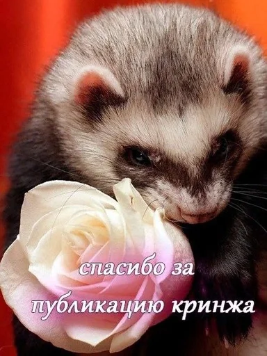 Стикер Дыаша в печали :: @fStikBot - 5