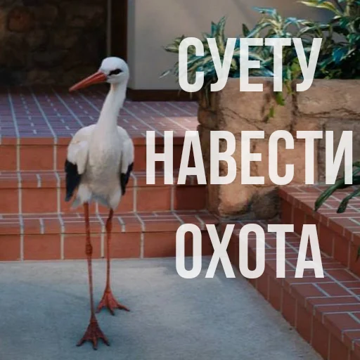 animal aquatic bird bird