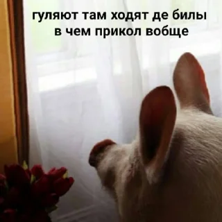 Стикер подпишись на @fuckingsueta - 11