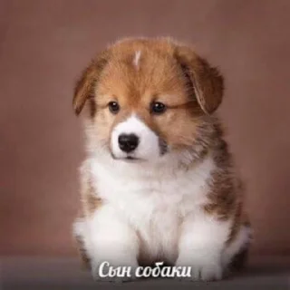 Стикер подпишись на @fuckingsueta - 2