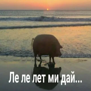 Стикер подпишись на @fuckingsueta - 1