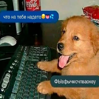 Стикер подпишись на @fuckingsueta - 3