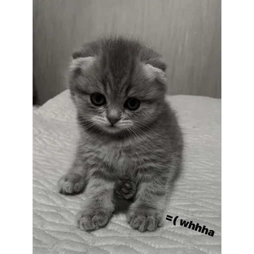 Стикер wast1chkaaahahaha - 1