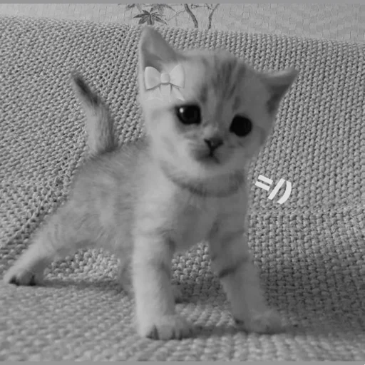 Стикер wast1chkaaahahaha - 1