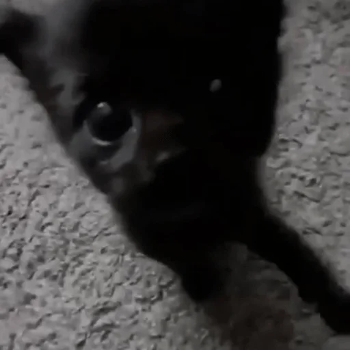 Стикер ｡･:*:･ﾟ@nedisneyva ,｡･:*:･ﾟ☆ - 9