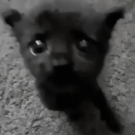 Стикер ｡･:*:･ﾟ@nedisneyva ,｡･:*:･ﾟ☆ - 8