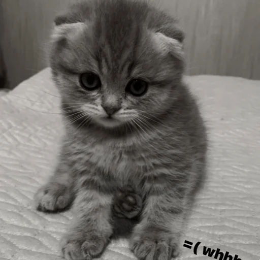 Стикер ｡･:*:･ﾟ@nedisneyva ,｡･:*:･ﾟ☆ - 5