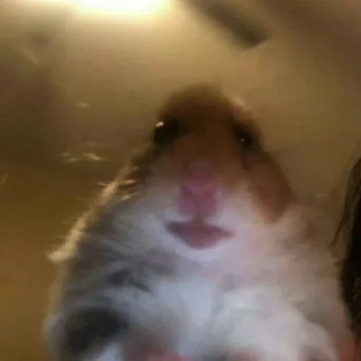 животное млекопитающее хомяк