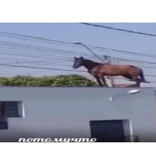 на открытом воздухе животное небо