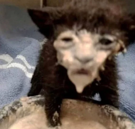 комнатный мех Человек