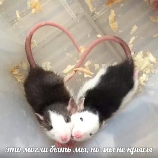 Стикер Живность - 6