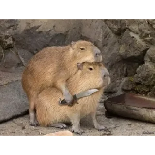 Стикер Живность - 10