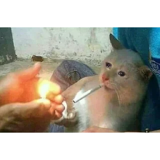 Стикер Живность - 1