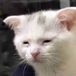 Стикер miaomeow - 1