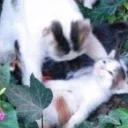 Стикер miaomeow - 3