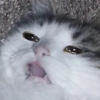 Стикер miaomeow - 2