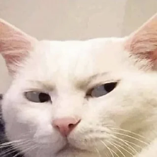 Стикер miaomeow - 6