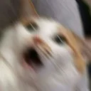 Стикер miaomeow - 8