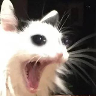 Стикер miaomeow - 4