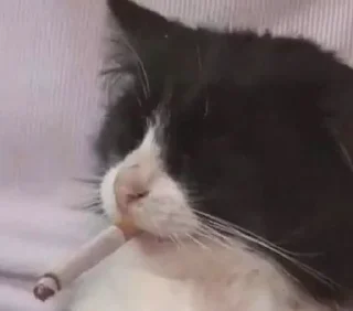 Стикер miaomeow - 7