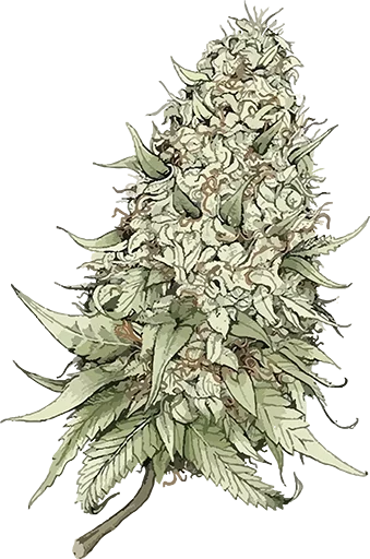 искусство растение